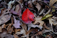 One Red Leaf