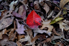 One Red Leaf