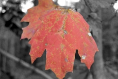 The Color of Fall