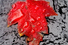 leaf-in-the-rain3